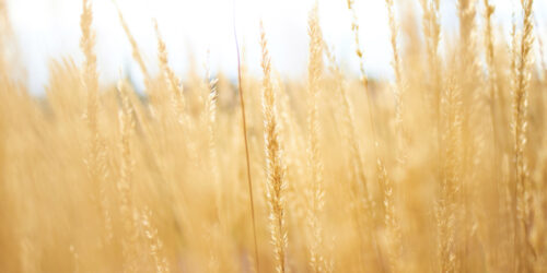 Yellow Yellow